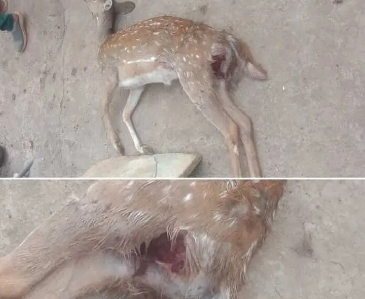 కుక్కల దాడిలో దుప్పి మృతి