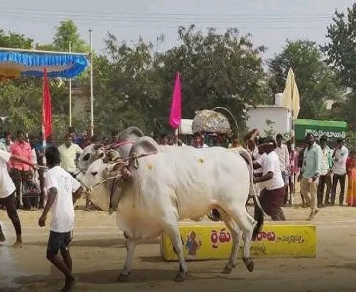 కరివేనలులో రాష్ట్రస్థాయి బండలాగుడు పోటీలు