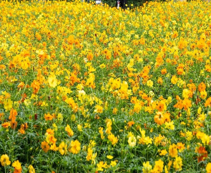 ఉద్యాన వర్సిటీలో కాక్టస్ మొక్కల సాగుపై పరిశోధన