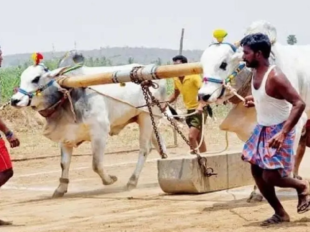 అట్టహాసంగా ఎద్దుల బండలాగుడు పోటీలు