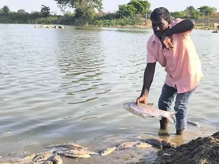 చెరువులో చేపలు మృతి