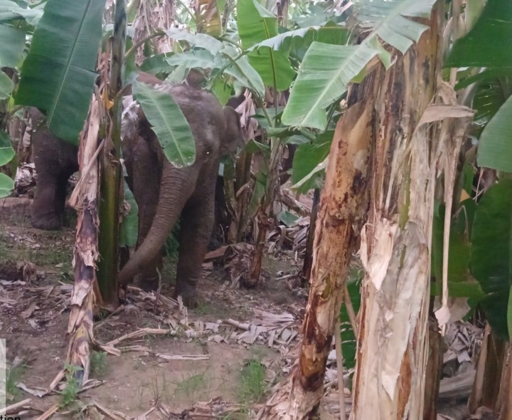 అరటి తోటల్లో ఏనుగుల సంచారం.. రైతులకు అలర్ట్