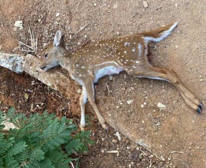 అనుమానాస్పద స్థితిలో జింక మృతి