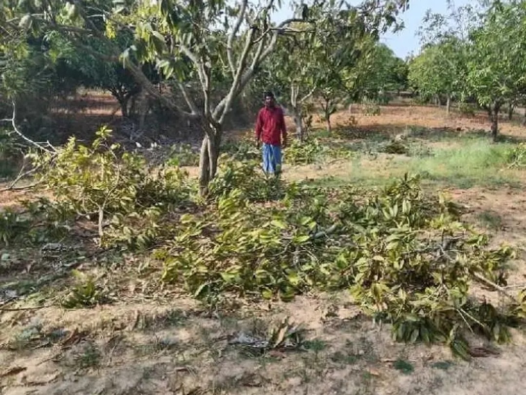 పంటలపై మళ్లీ ఏనుగుల గుంపు దాడులు