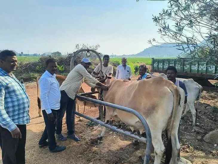 440 పశువులకు గాలికుంటు టీకాలు