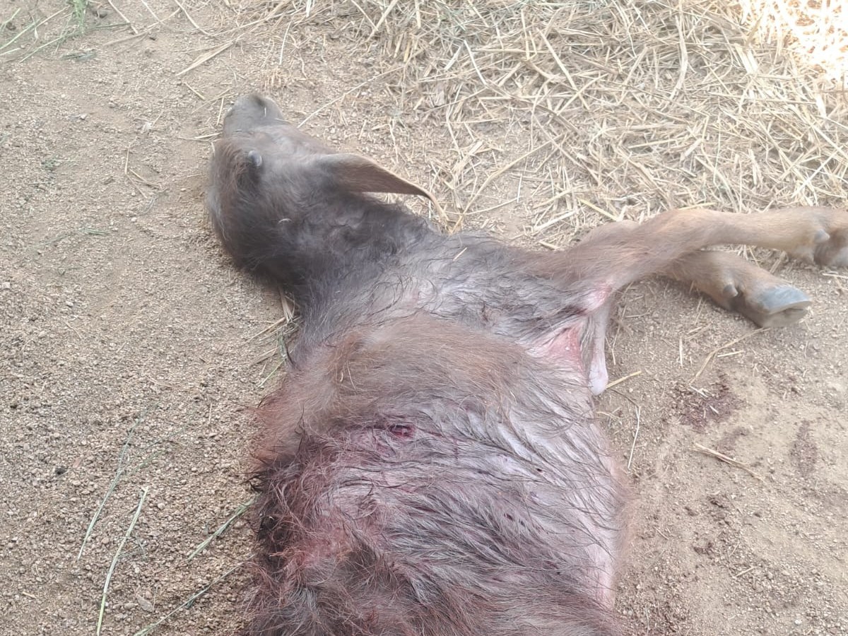 వీధి కుక్కల బీభత్సం: దూడ  మృతి