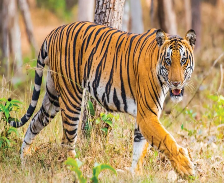 ప్రజల్లో భయం పుట్టిస్తున్న పెద్దపులి