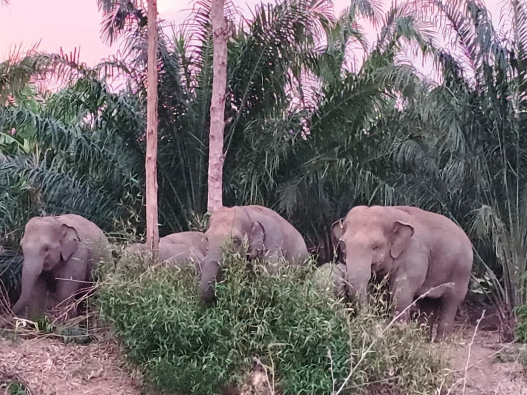 హెచ్చరిక.. ఏనుగుల సంచారం