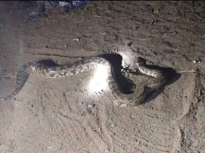 రోడ్డుపై భారీ కొండచిలువ హతం