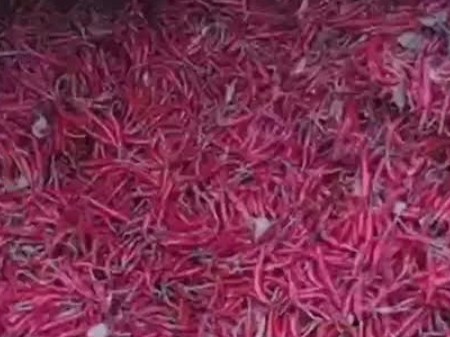 ఆరబెట్టిన మిర్చిని ఎత్తుకెళ్లిన గుర్తు తెలియని వ్యక్తులు