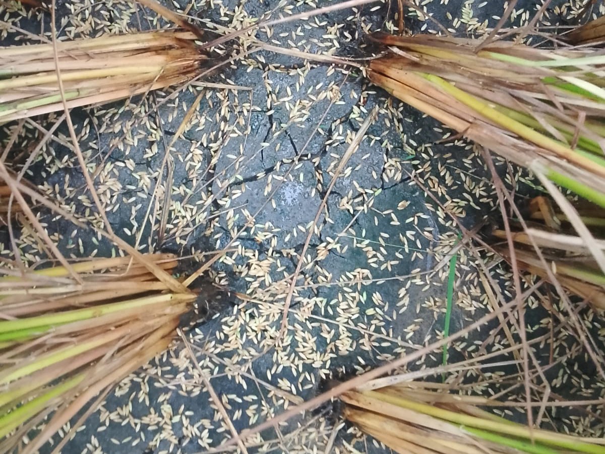 రైతన్నకు గుండె కోత మిగిల్చిన అకాల వర్షం..!