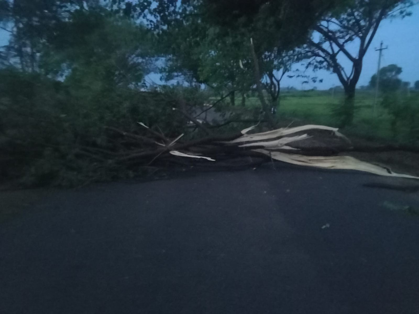 భారీ వర్షానికి నేలకూలిన చెట్లు