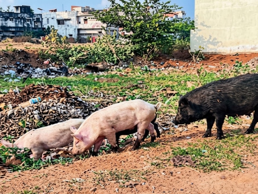 మురుగు నీటితో పెరిగిన పందుల బెడద..!