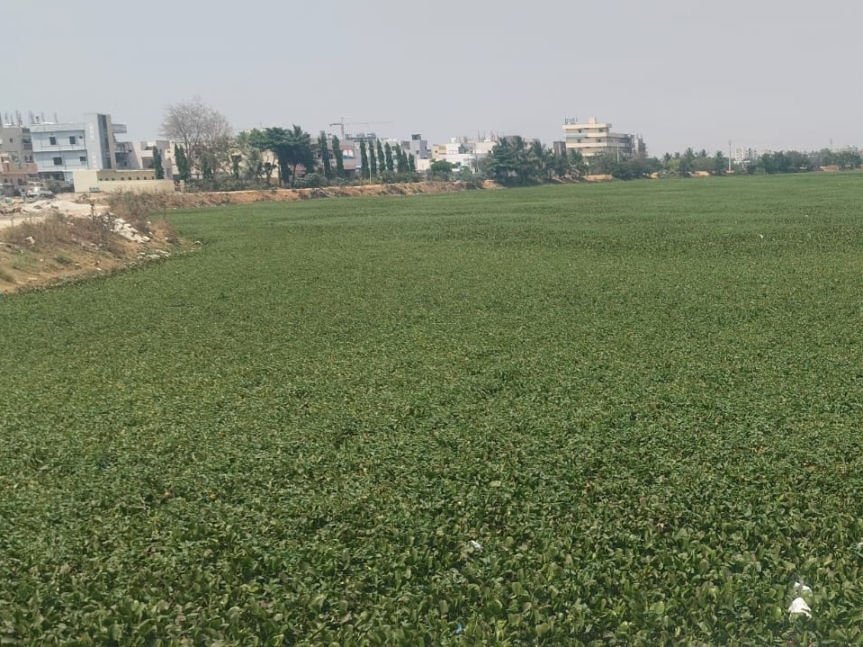 తిమ్మక్క చెరువులో గుర్రపు డెక్క