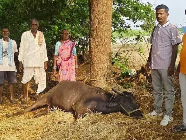 సీతారాంపల్లిలో పిడుగుపాటు.. బర్రె మృతి
