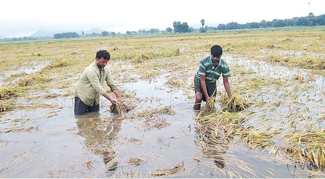 వాన బీభత్సం.. వందల ఎకరాల్లో పంట నష్టం