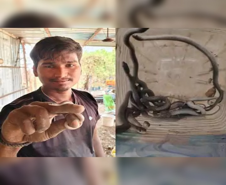 ఇంట్లో 13 పాము పిల్లలు.. భయపడ్డ రైతు