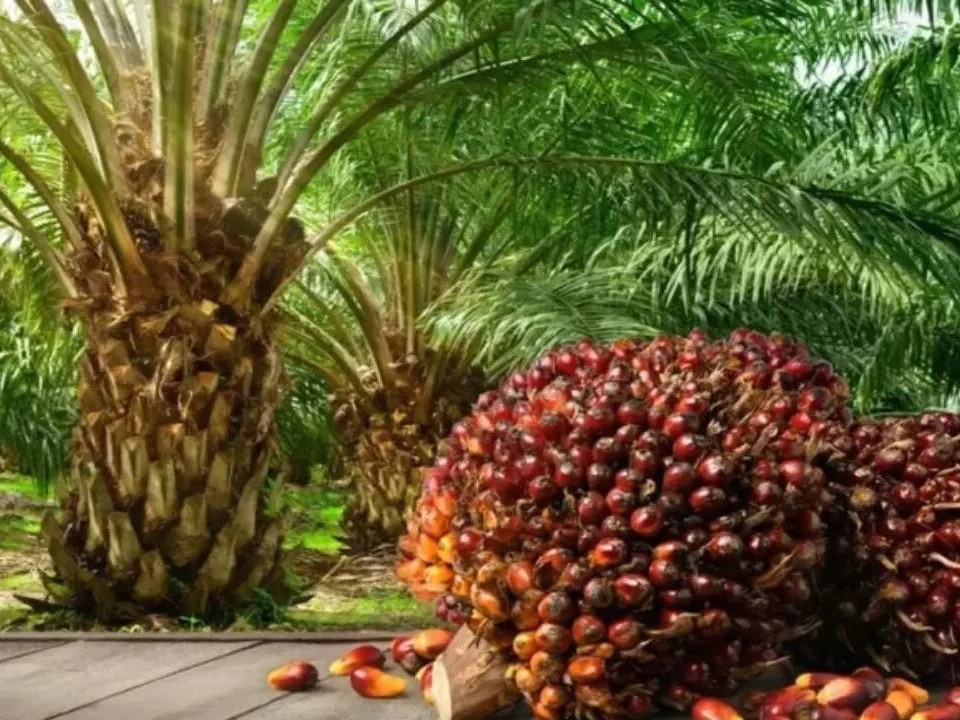 నేడు ఆయిల్ పామ్ సాగుపై అవగాహన సదస్సు