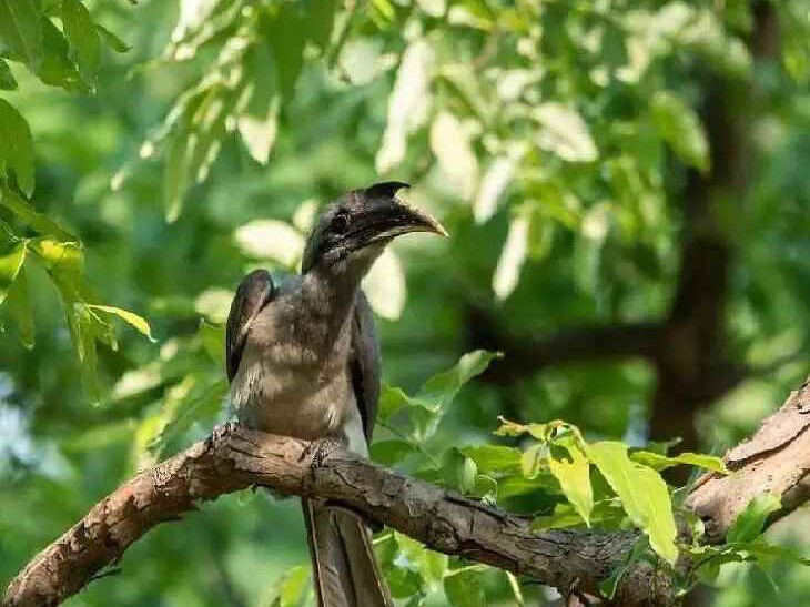 నల్లమలలో ‘గ్రే హార్న్ బిల్’ పక్షుల సందడి