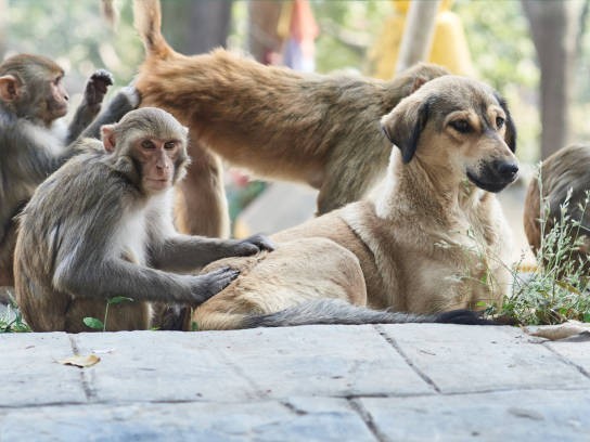 మూగజీవాలు.. పెరిగిన దూకుడు