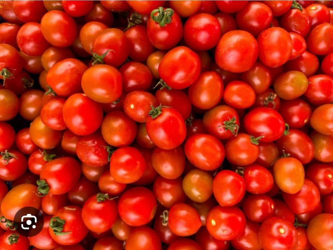 టమాటా రైతుల కన్నీరు