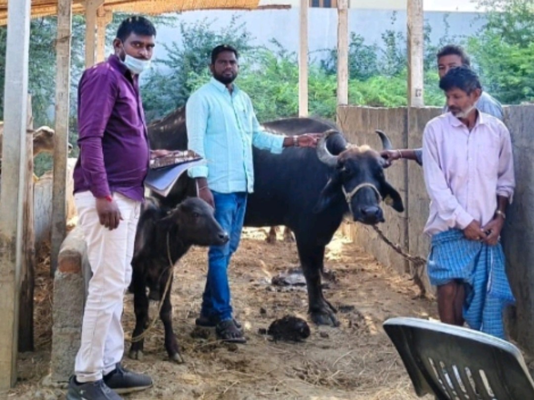 ‘పశువులకు తప్పకుండా టీకాలు వేయించాలి’