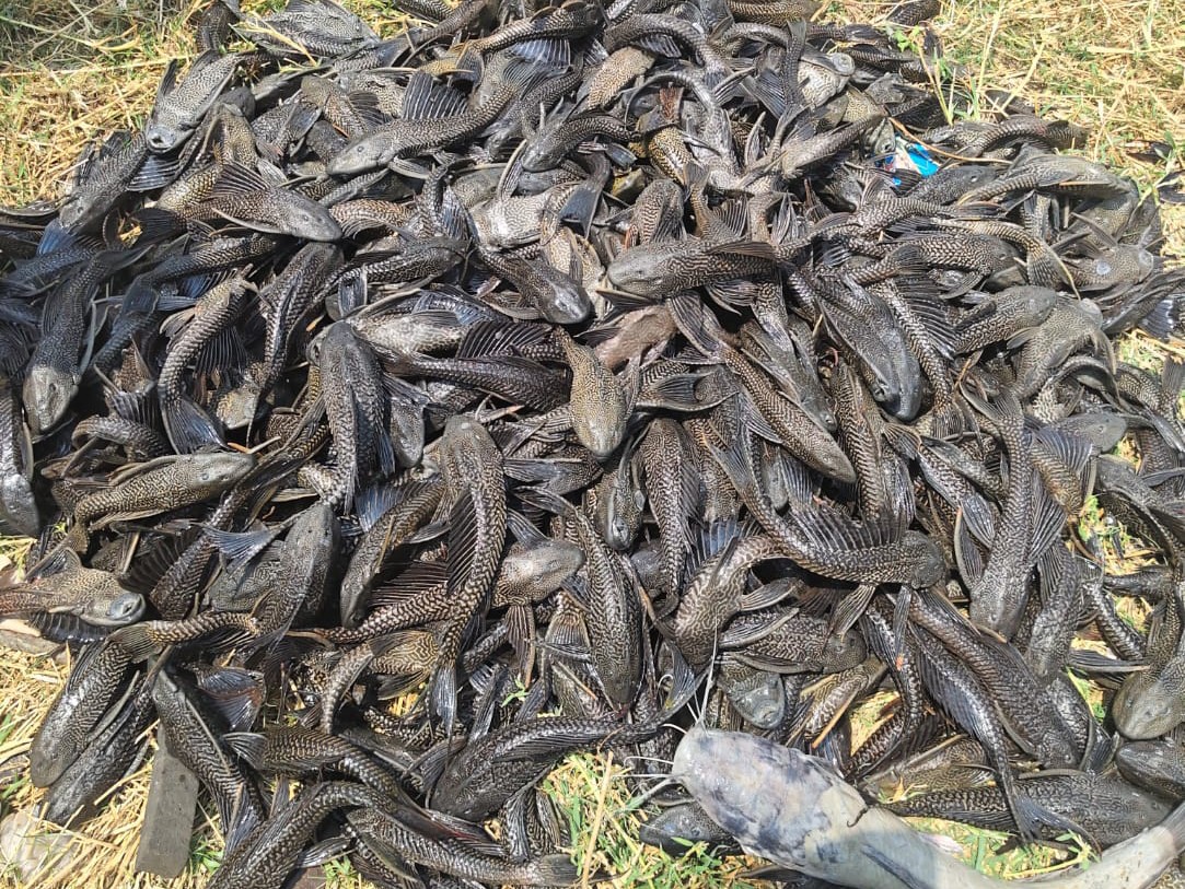 ‘డేవిడ్ ఫిష్ లతో జీవనోపాధికి దెబ్బ’