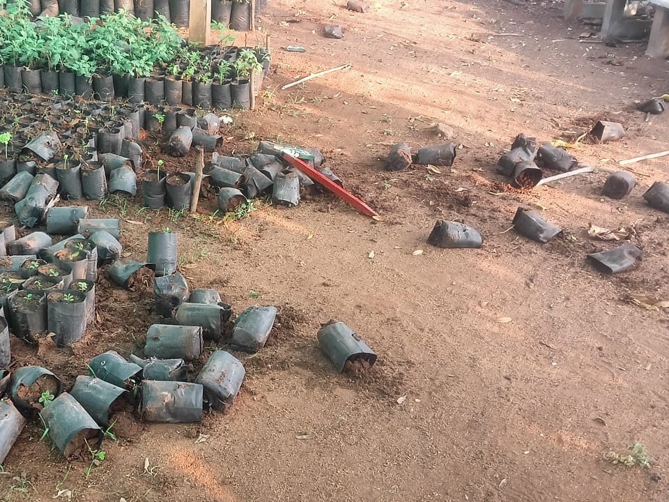 నర్సరీలో మొక్కల కుండీలు ధ్వంసం