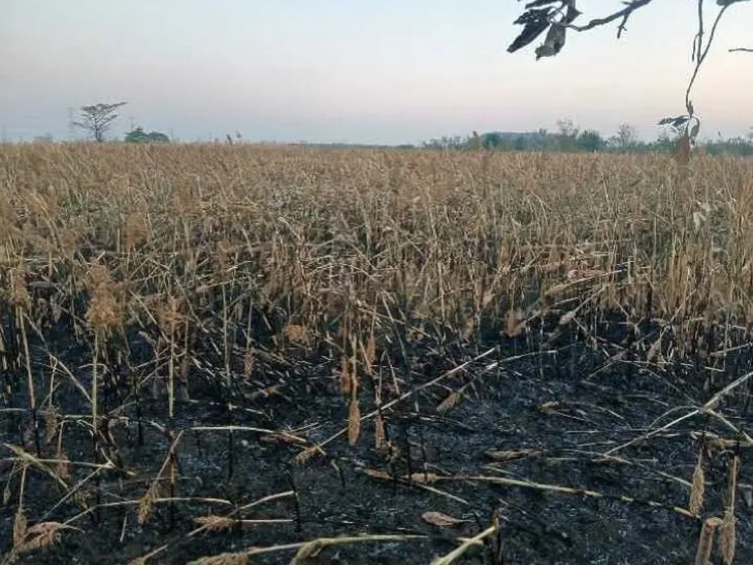 షార్ట్ సర్క్యూట్‌తో పంట దగ్ధం