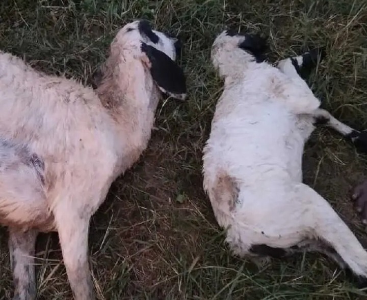 పిడుగుపాటుకు మూడు గొర్రెలు మృతి