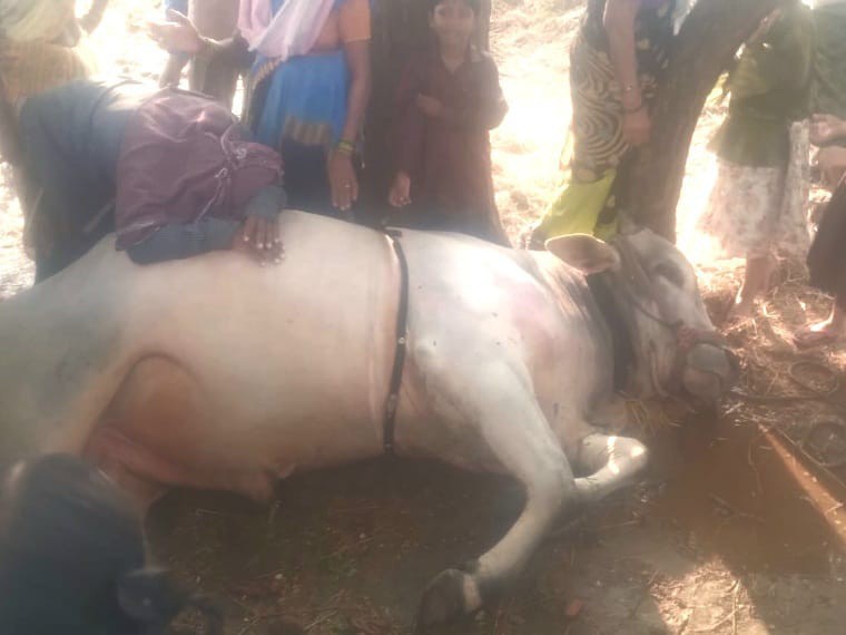 త్రిపురాంతకంలో పిడుగు పాటుకు ఎద్దు మృతి