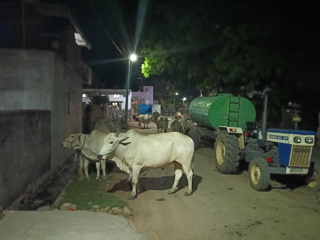 రాత్రి వేళల్లో రోడ్లపై పశువులు.. ప్రజలకు ఇబ్బందులు