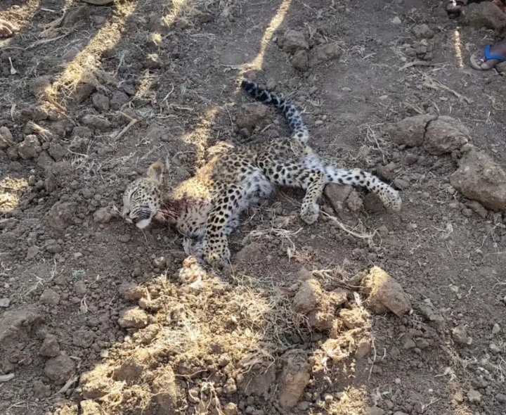 కుక్కల దాడిలో చిరుత మృతి