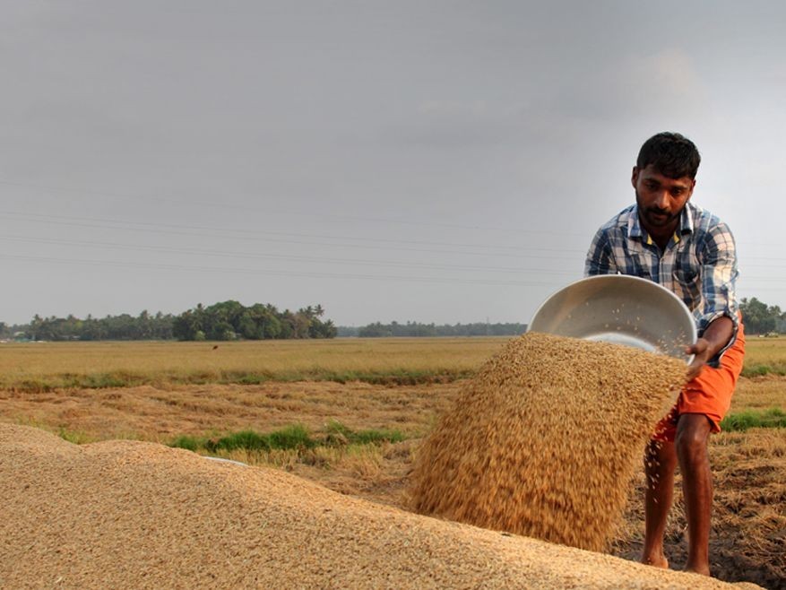 జిల్లాలో ముమ్మరంగా ప్రారంభమైన యాసంగి వరి కోత