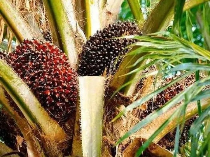 ఆయిల్ ఫామ్ సాగుకు చిరునామాగా మారుతున్న జిల్లా