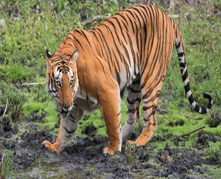 కామారెడ్డి జిల్లాలో పెద్దపులి సంచారం