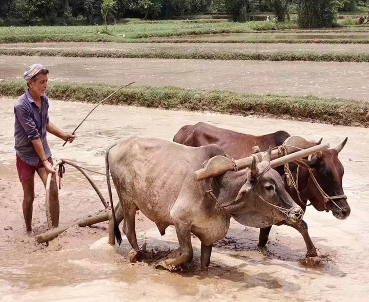 రైతు భరోసా డబ్బులు పడ్డాయా..?