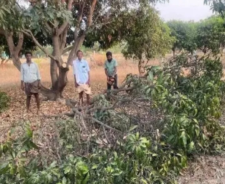 మహదేవపల్లెలో మామిడి చెట్ల నరికివేత
