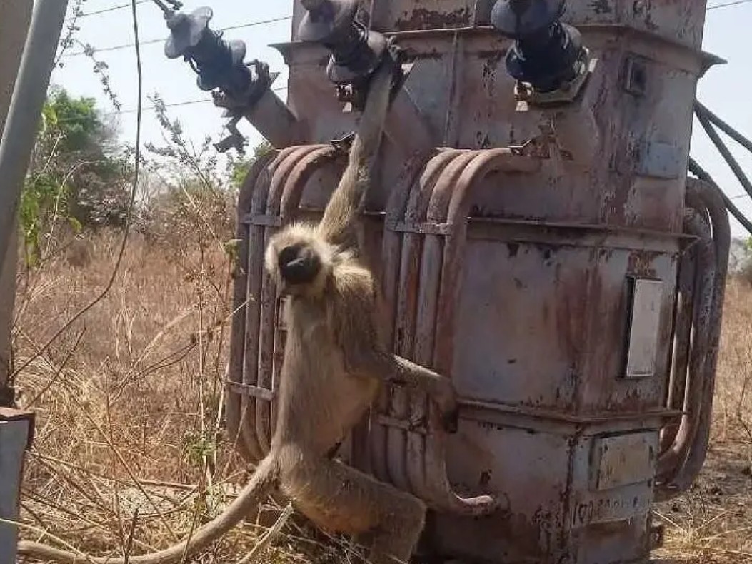 విద్యుత్ షాక్‌తో మూగజీవి మృతి