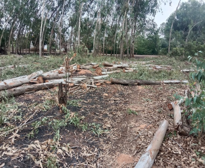 నాయుడుపేటలో అక్రమంగా కలప తరలింపు