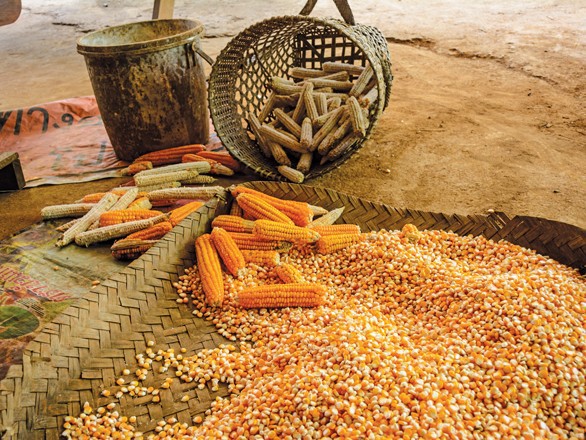 మొక్కజొన్న కొనుగోలు కేంద్రాల ఏర్పాటు