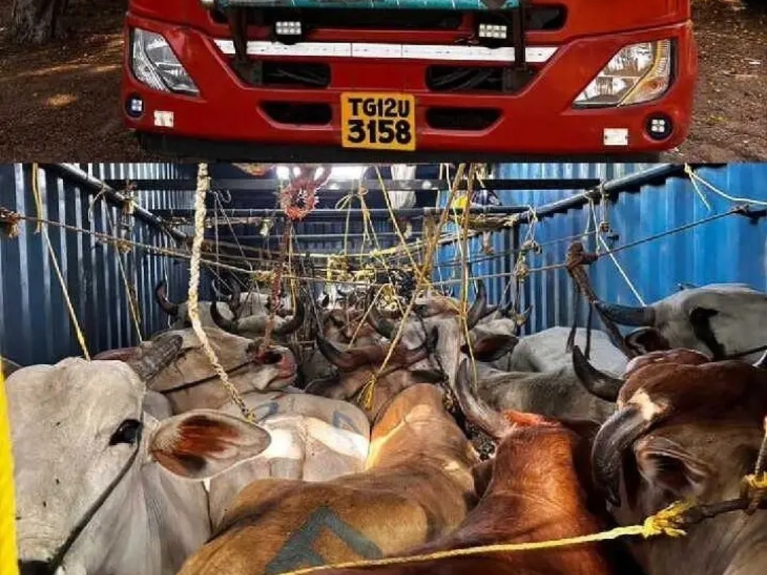 అక్రమంగా ఎద్దులు తరలిస్తున్న కంటైనర్ పట్టివేత