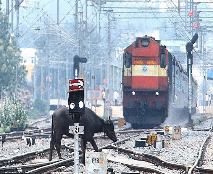 ప్రమాదం: గేదెను ఢీకొన్న సింహాద్రి ఎక్స్‌ప్రెస్