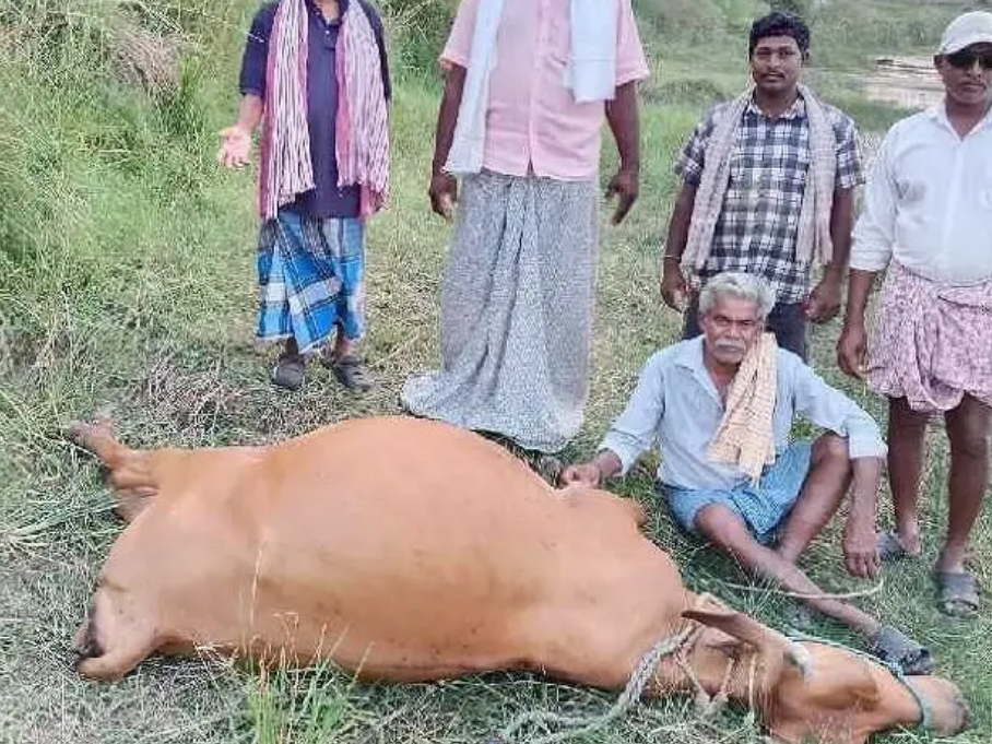 విద్యుదాఘాతంతో ఆవు మృత్యువాత