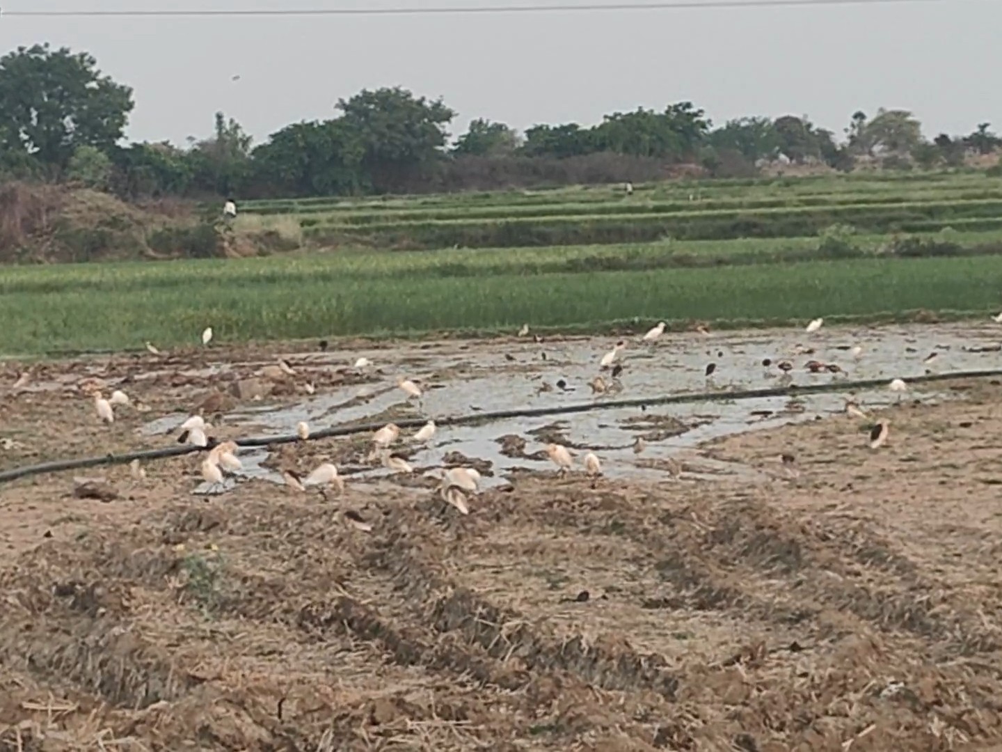 దాహార్తితో పక్షుల విలవిల.. నీటి చుక్కతో ప్రాణం పోద్దాం!.