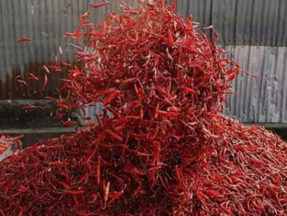 నేడు క్వింటాల్ తేజ మిర్చి ధర ఎంతంటే..!