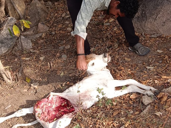 చిరుత పులి కలకలం.. లేగదూడ మృతి