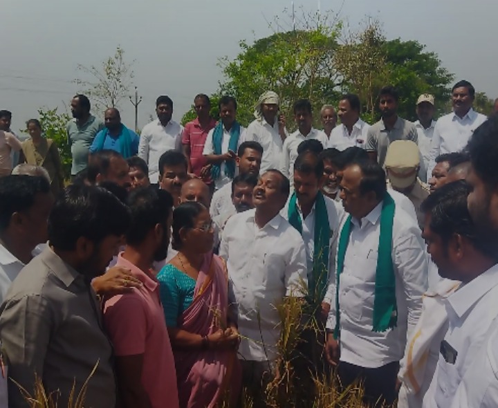 దెబ్బతిన్న పంట పొలాలు పరిశీలించిన ఎమ్మెల్యే