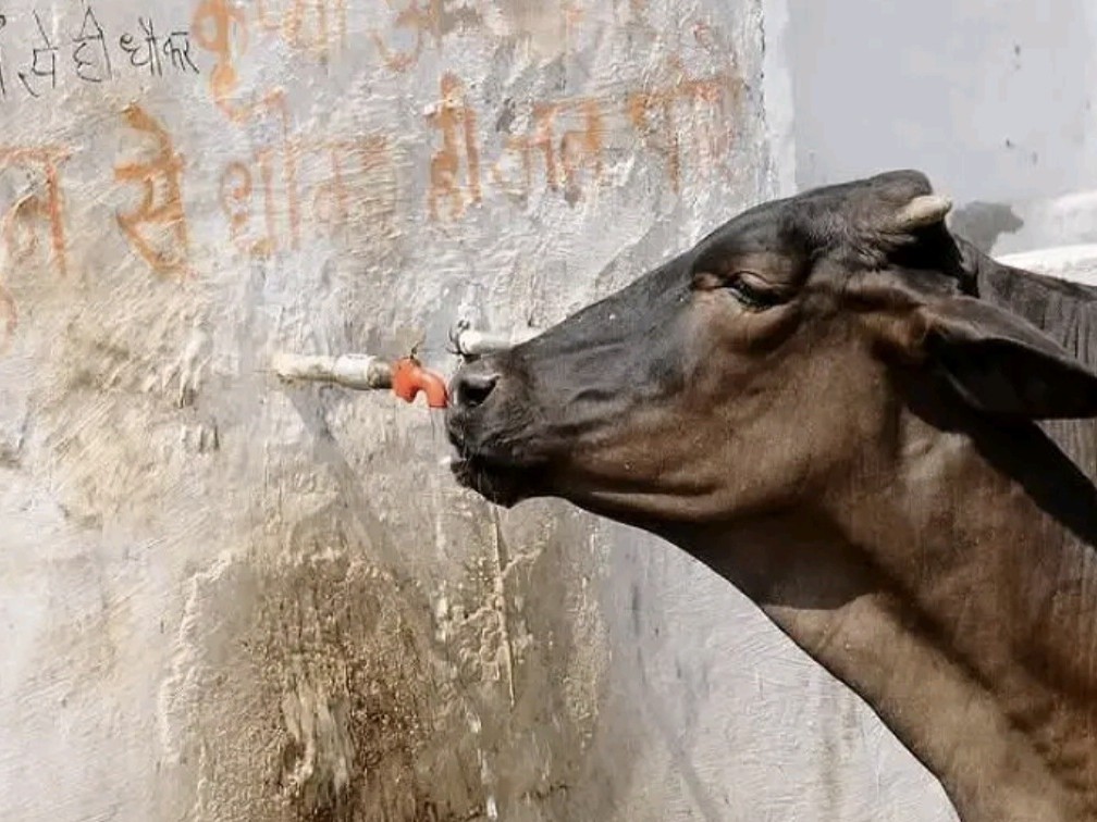 దాహమేస్తోందని అడగలేవు.. మనమే దప్పిక తీరుద్దాం!