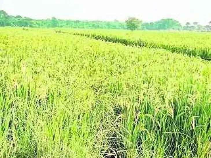 ‘వరి కొనుగోలు కేంద్రాలు ఏర్పాటు చేయాలి’